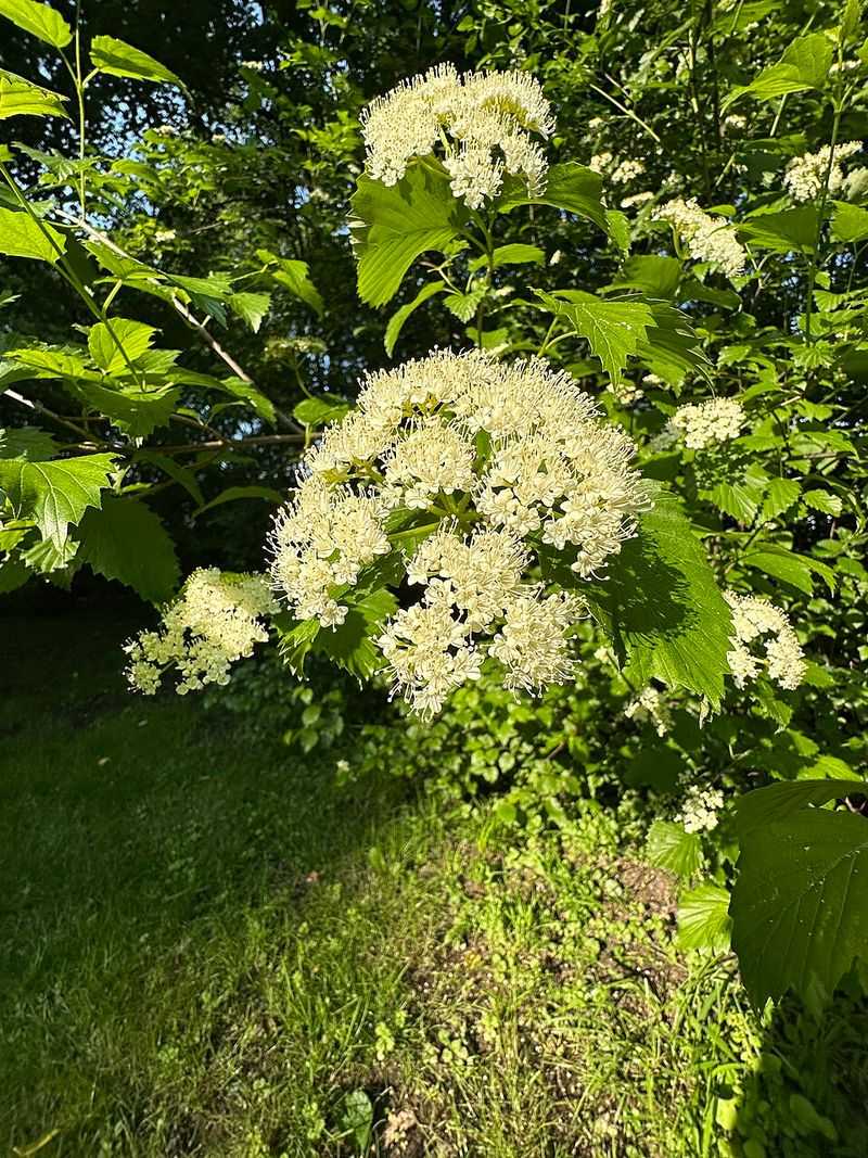 Southern Arrowwood Builds A Natural Border