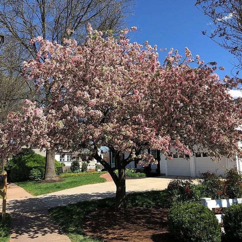 Southern Crabapple Fits Roomier Backyards Southern Crabapple Fits Roomier Backyards