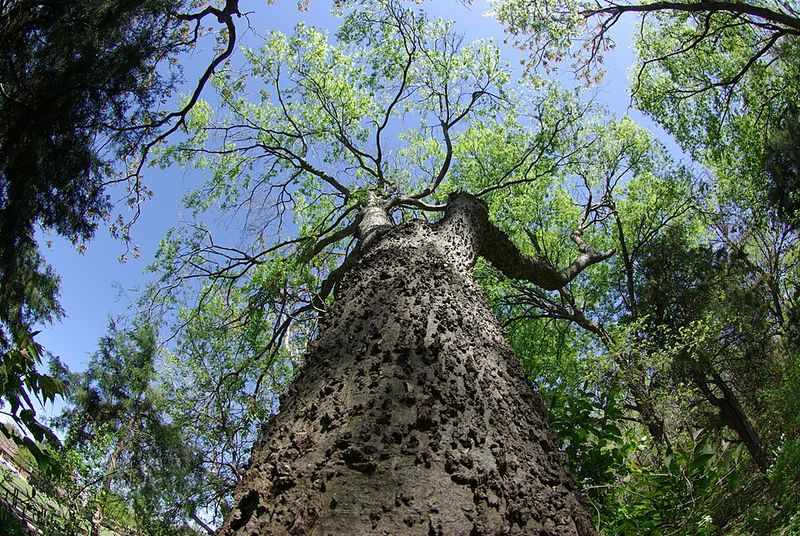 Southern Hackberry Provides Shade With Less Mess Southern Hackberry Provides Shade With Less Mess