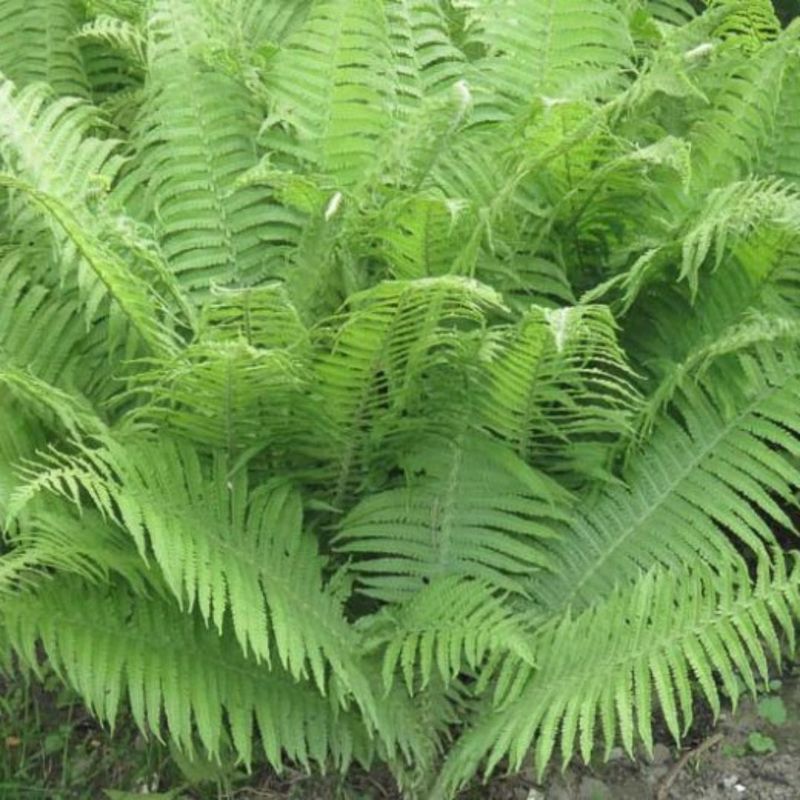 Southern Lady Fern Softens Woodland Beds Southern Lady Fern Softens Woodland Beds