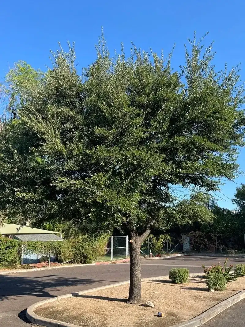 Southern Live Oak Offers Reliable Year-Round Shade Southern Live Oak Offers Reliable Year-Round Shade