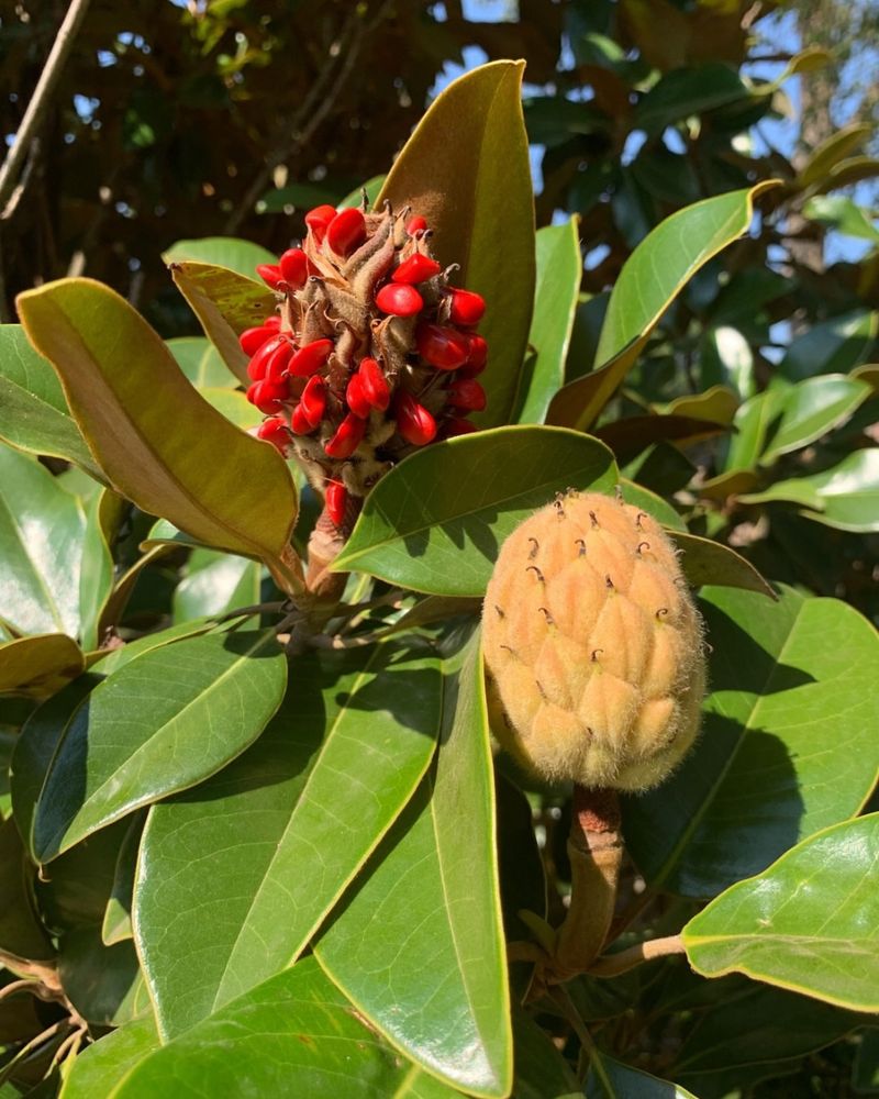 Southern Magnolia Southern Magnolia
