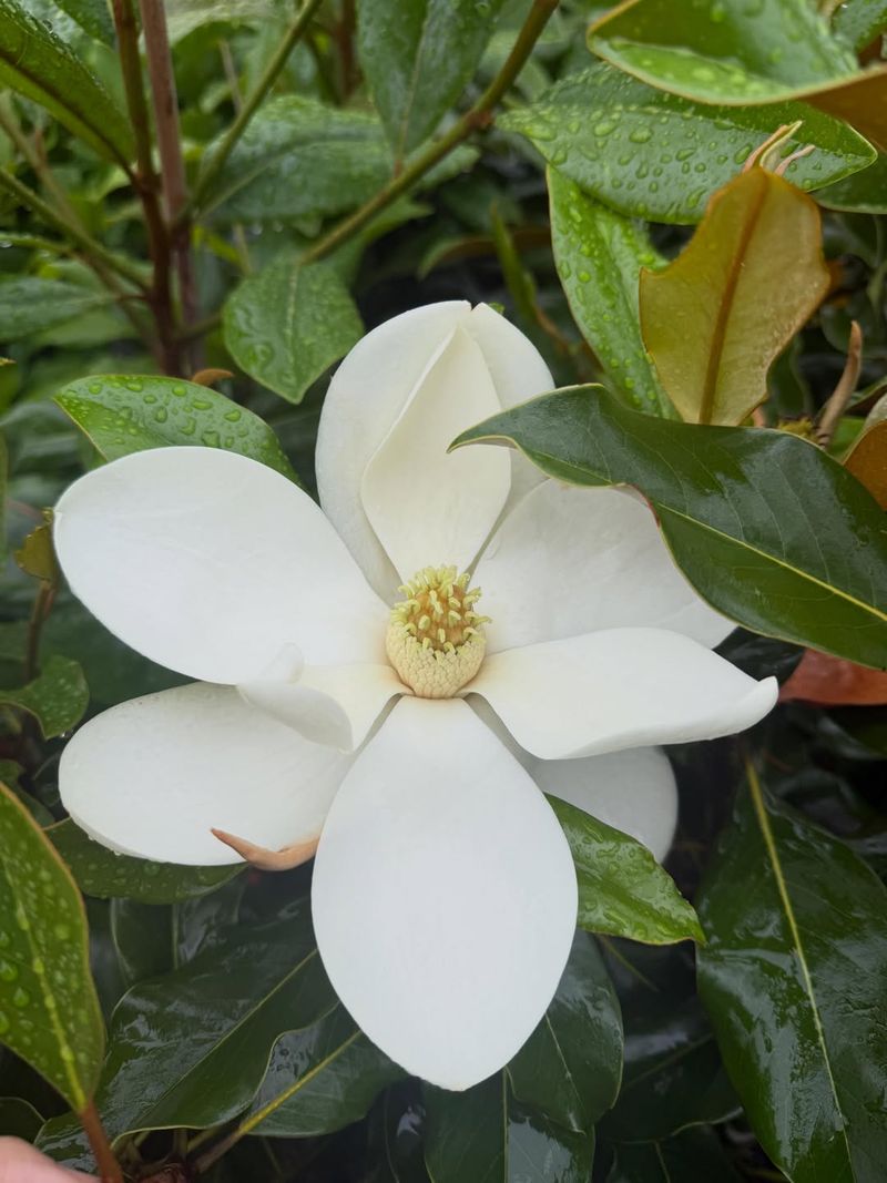 Southern Magnolia