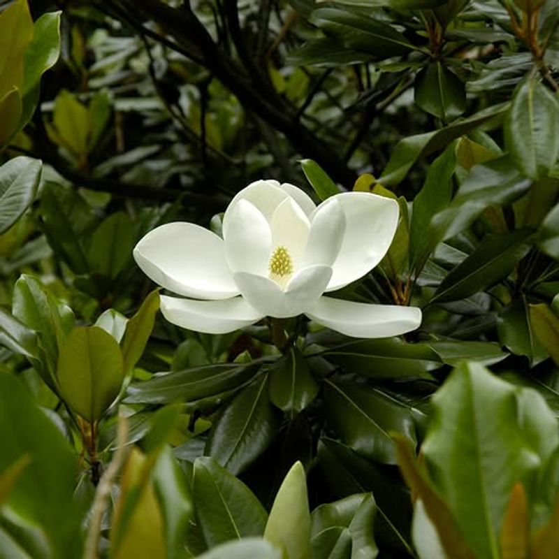 Southern Magnolia Adds Big Evergreen Drama Southern Magnolia Adds Big Evergreen Drama