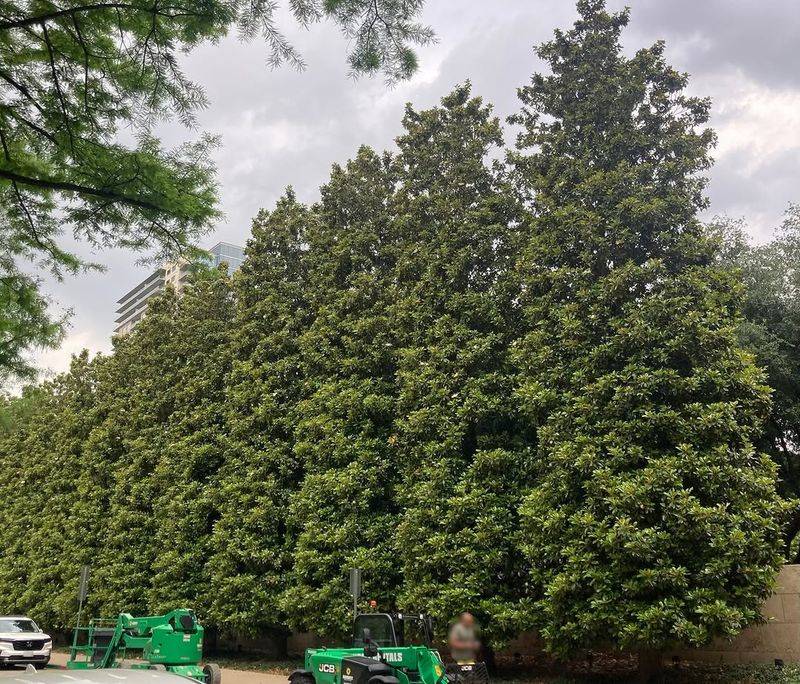 Southern Magnolia Brings Evergreen Structure With Strong Wind Resistance