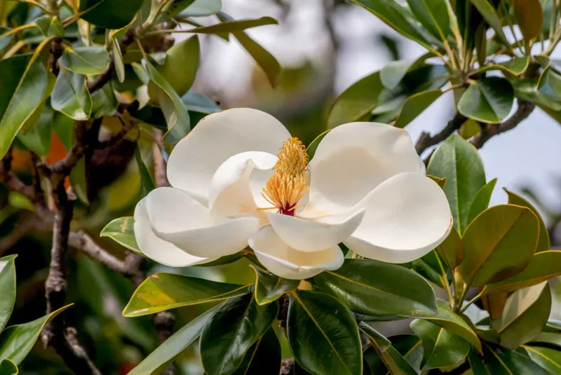 Southern Magnolia Creates A Broad Native Screen