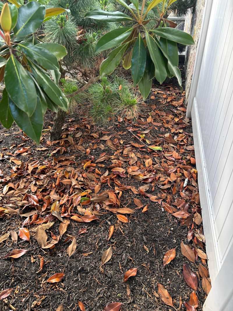 Southern Magnolia