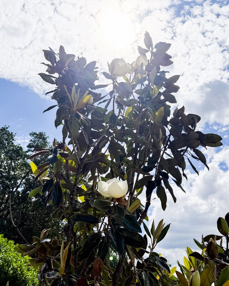 Southern Magnolias Prefer Consistent Soil Moisture Southern Magnolias Prefer Consistent Soil Moisture