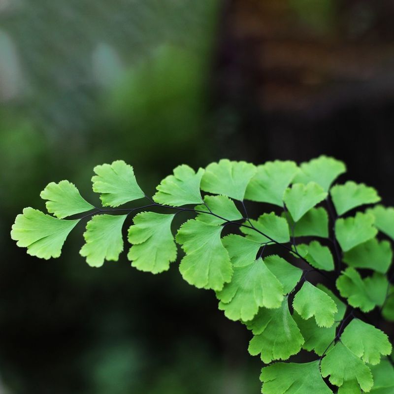 Southern Maidenhair Fern Adds Graceful Texture Southern Maidenhair Fern Adds Graceful Texture