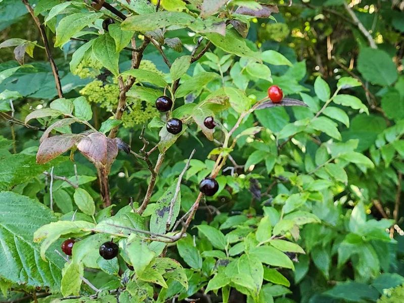 Southern Mountain Cranberry