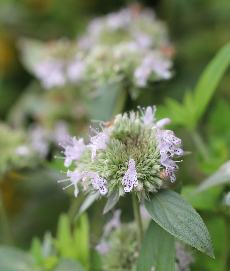 Southern Mountain Mint Blooms Through Summer Heat Southern Mountain Mint Blooms Through Summer Heat