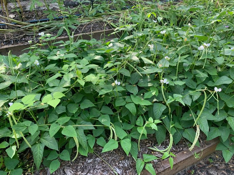 Southern Peas Fit North And Central Florida Southern Peas Fit North And Central Florida