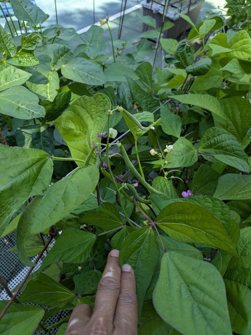 Southern Peas Keep Going Through The Hottest Beds Southern Peas Keep Going Through The Hottest Beds