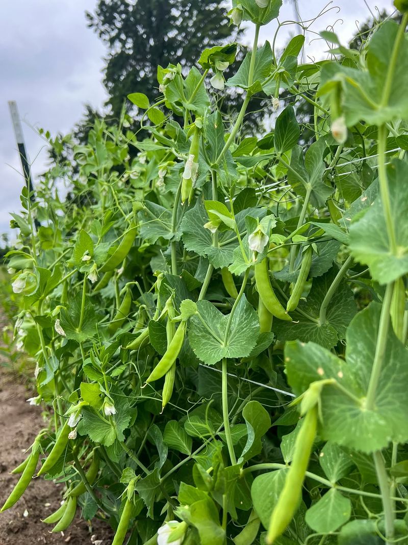 Southern Peas Set Pods During Long Dry Spells