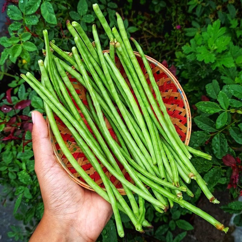 Southern Peas Thrive In Summer Southern Peas Thrive In Summer