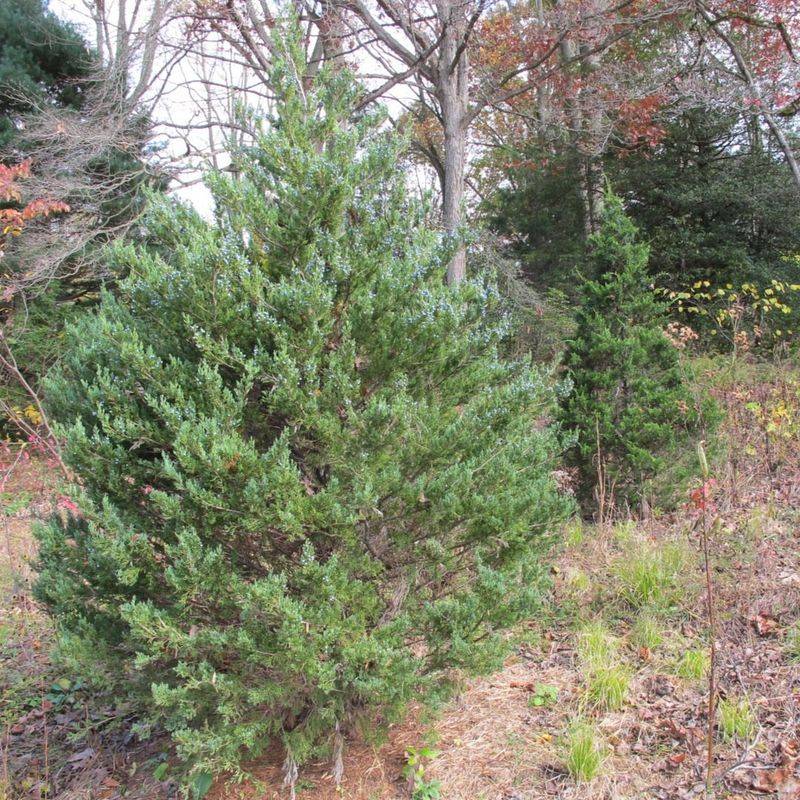 Southern Red Cedar Creates Dense Shelter Near Yard Edges