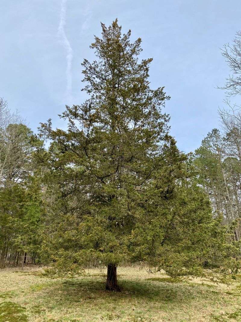 Southern Red Cedar Gives Dense Shelter Near Open Edges Southern Red Cedar Gives Dense Shelter Near Open Edges
