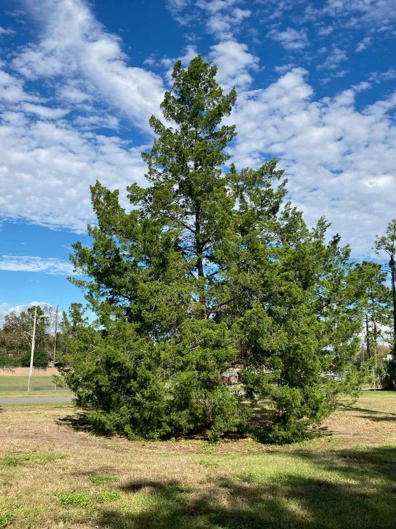 Southern Red Cedar Gives Shelter Near Open Rodent Habitat Southern Red Cedar Gives Shelter Near Open Rodent Habitat