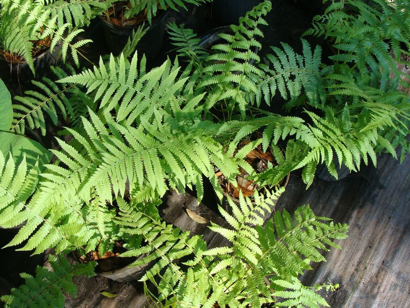 Southern Shield Fern Handles Humid Shade With Clean Texture Southern Shield Fern Handles Humid Shade With Clean Texture
