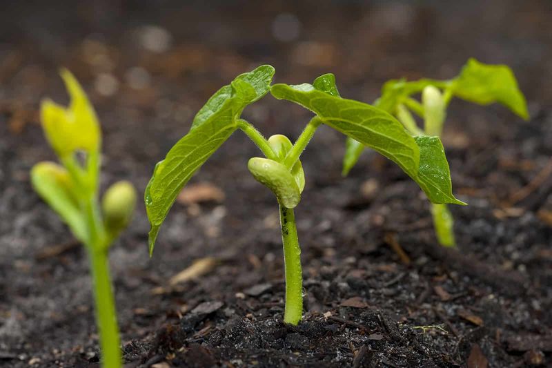 Sow Beans And Cucumbers While They Still Have Time