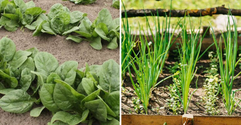 Sow These Veggies Before June Ends In Texas And Harvest In Just Weeeks