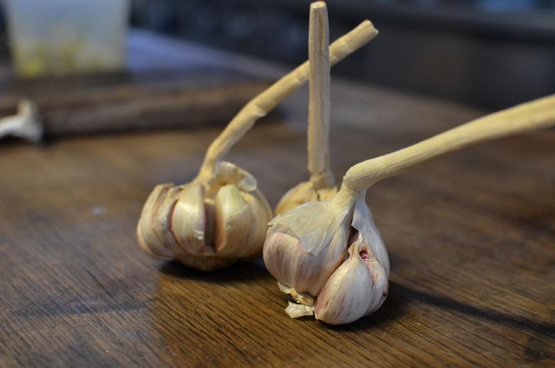 Space Cloves 6 To 8 Inches Apart For Strong Bulbs