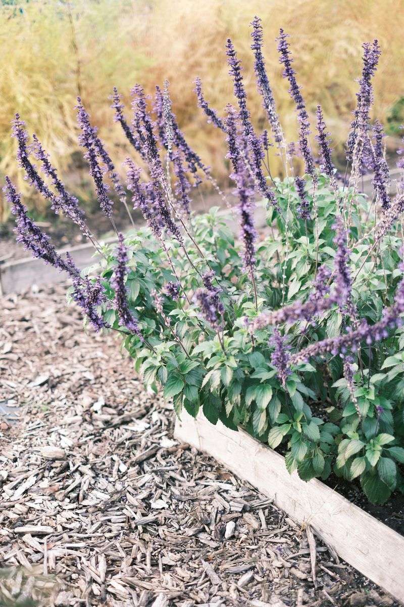 Space Plants 18 To 24 Inches Apart For Air Circulation