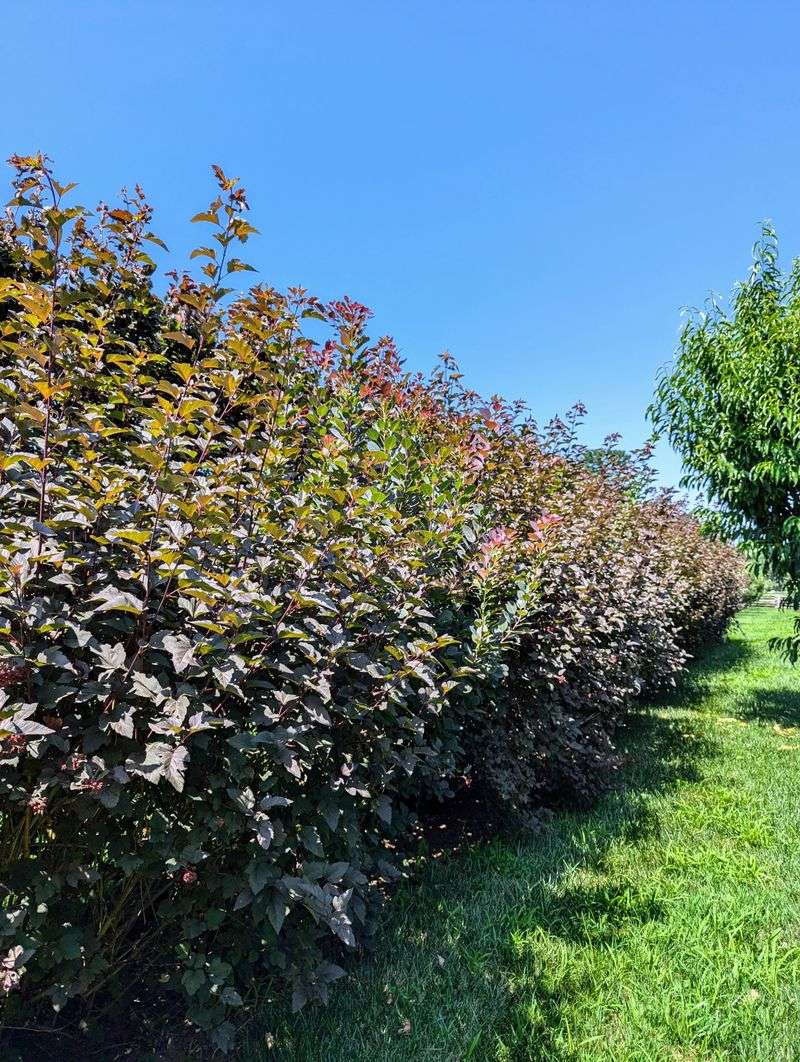 Space Plants For A Hedge That Can Actually Breathe
