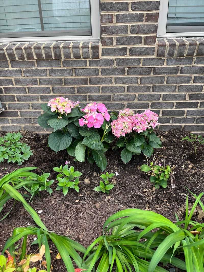 Space Plants Properly