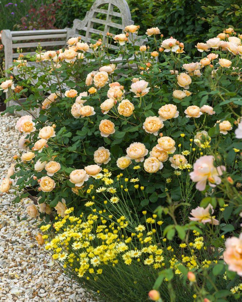 Space Roses For Better Airflow Space Roses For Better Airflow
