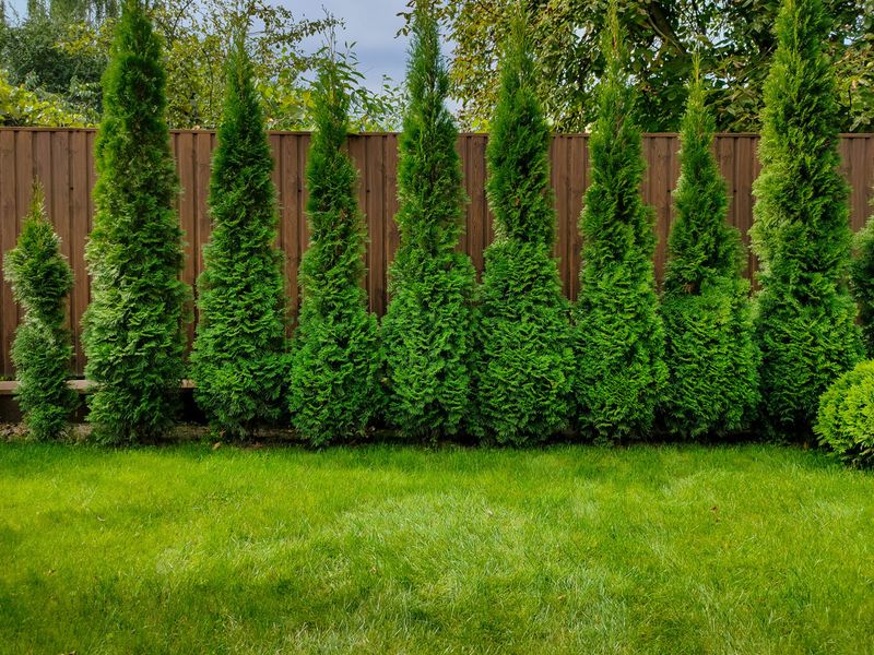 Space Trees So The Living Barrier Can Fill In