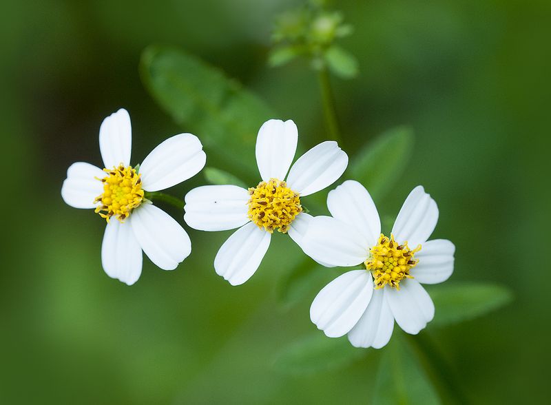 Spanish Needle Helps Pollinators