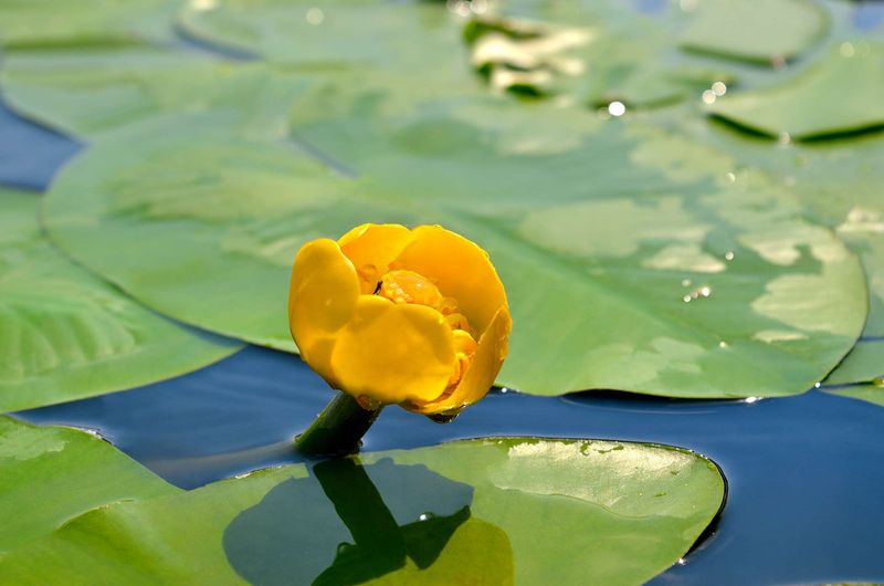 Spatterdock Creates Helpful Water Habitat