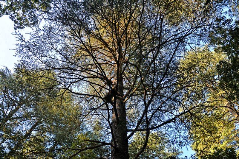 Specific Trees Attract Mobbing When They Offer Cover For Predators