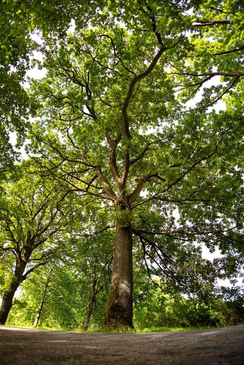 Specimen Trees In Local Ordinances Specimen Trees In Local Ordinances