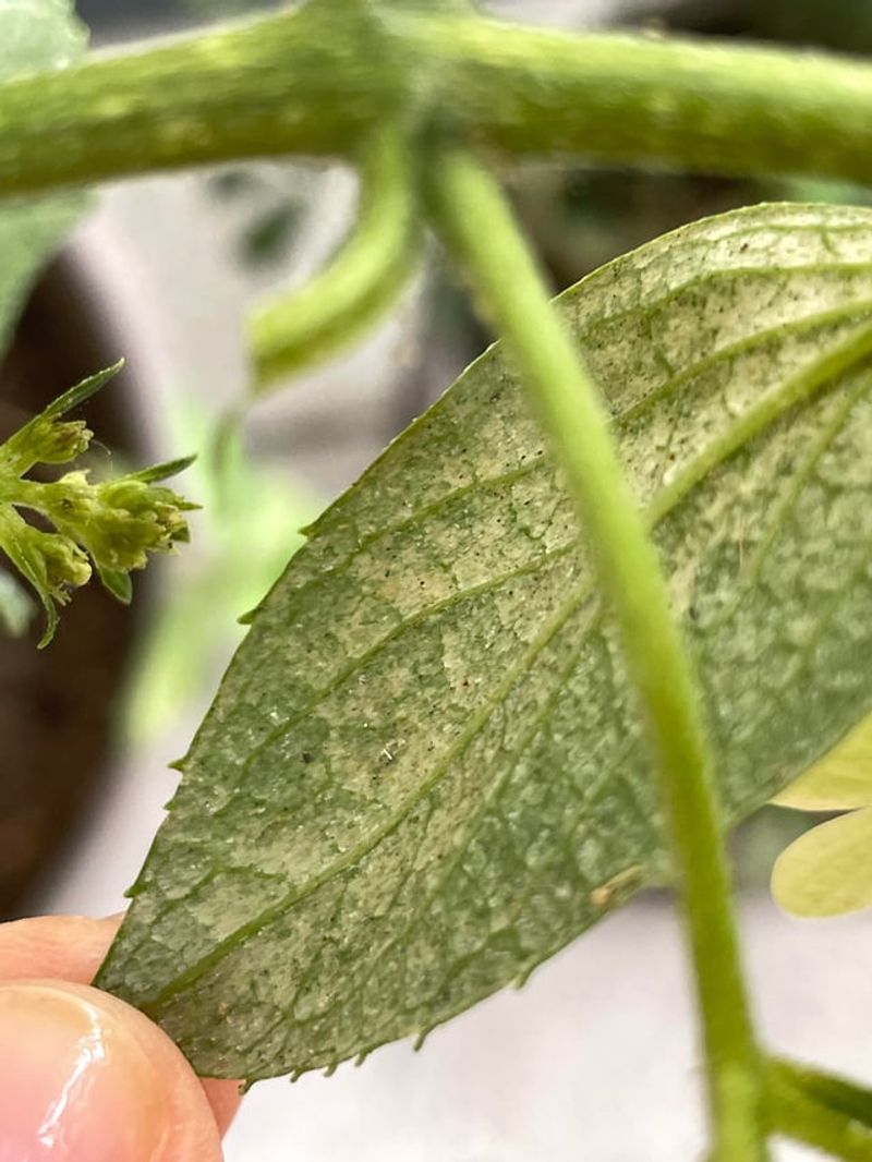 Speckled Leaves With Fine Webbing Speckled Leaves With Fine Webbing