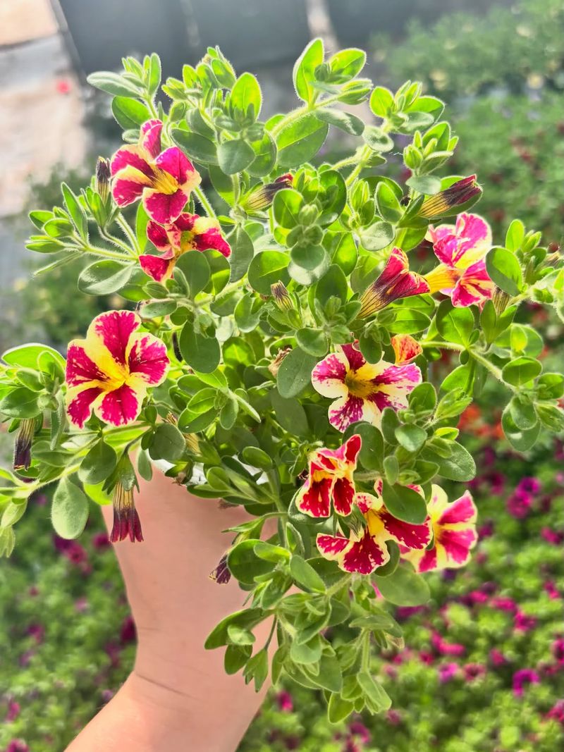Spent Blooms And Leggy Growth Redirect The Plant's Energy Spent Blooms And Leggy Growth Redirect The Plant's Energy