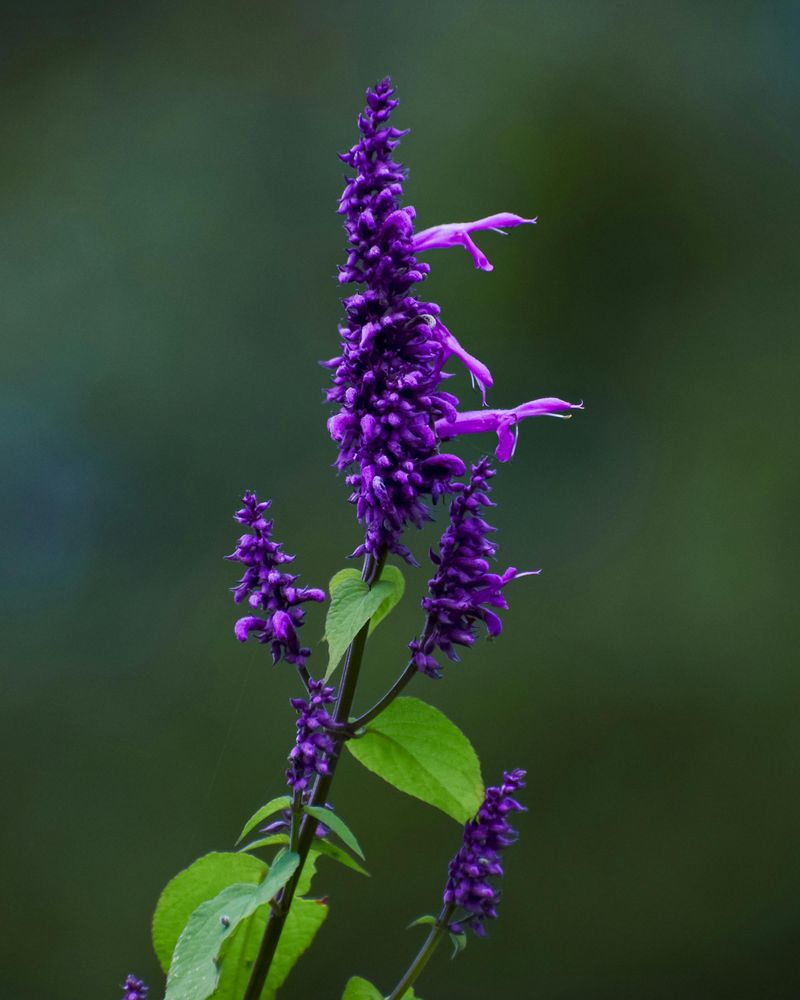 Spent Blooms Are Holding Your Salvia Back