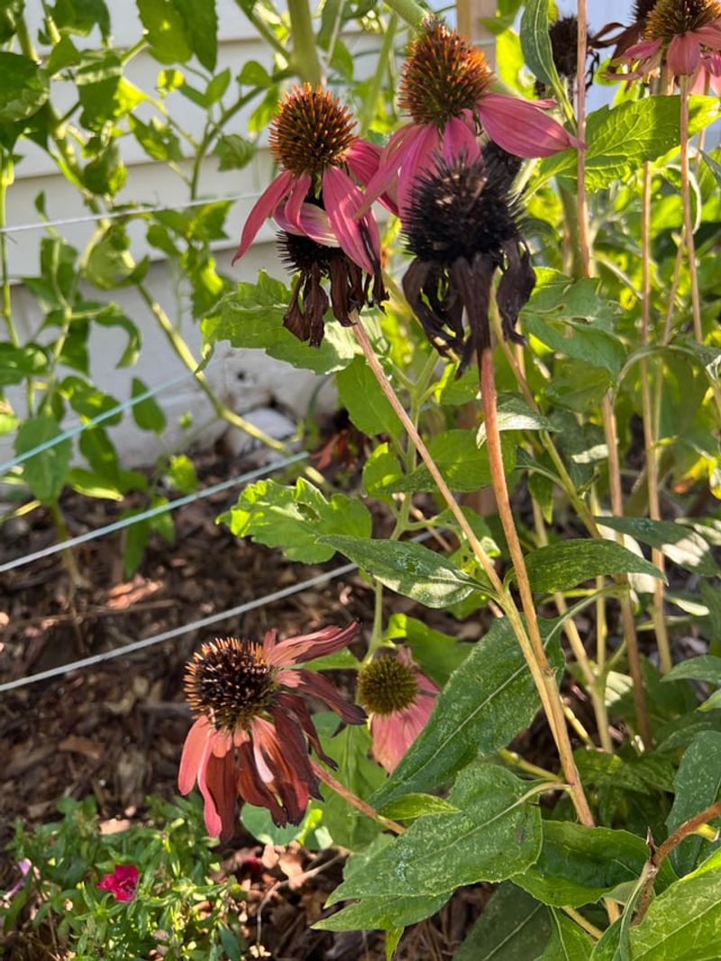 Spent Flowers Can Slow New Buds Spent Flowers Can Slow New Buds