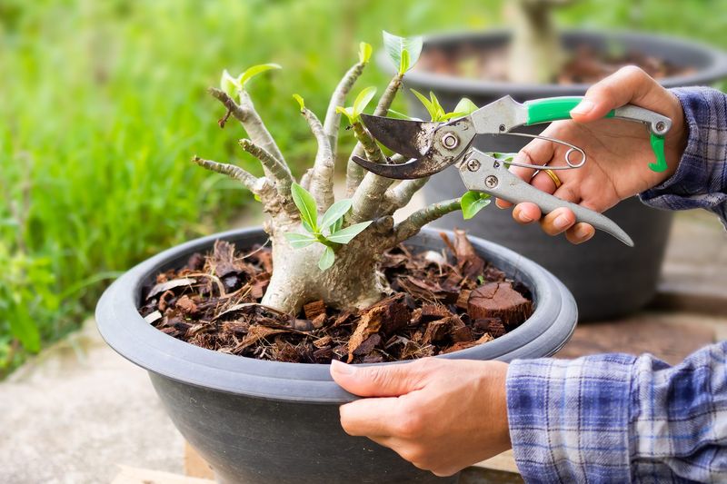 Spent Flowers Should Be Removed Regularly