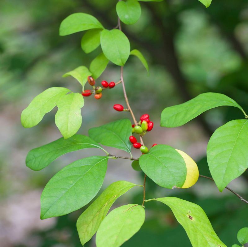 Spicebush Spicebush
