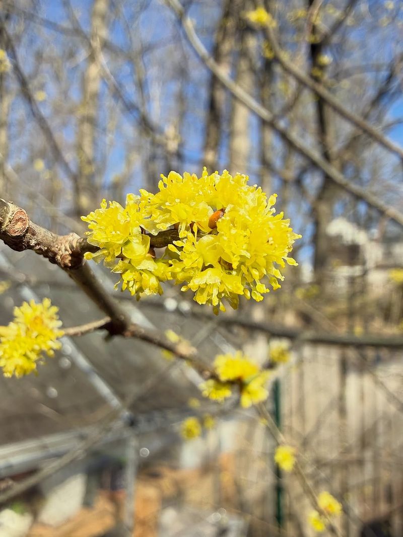 Spicebush Spicebush