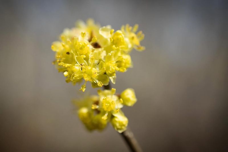 Spicebush Spicebush
