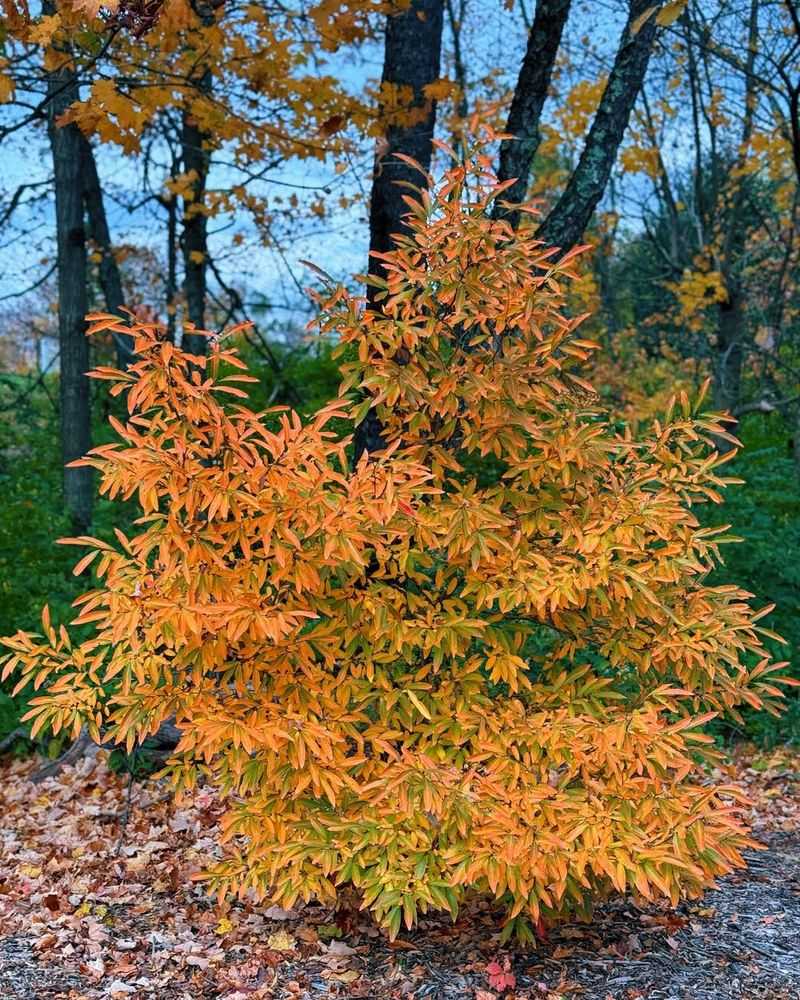 Spicebush
