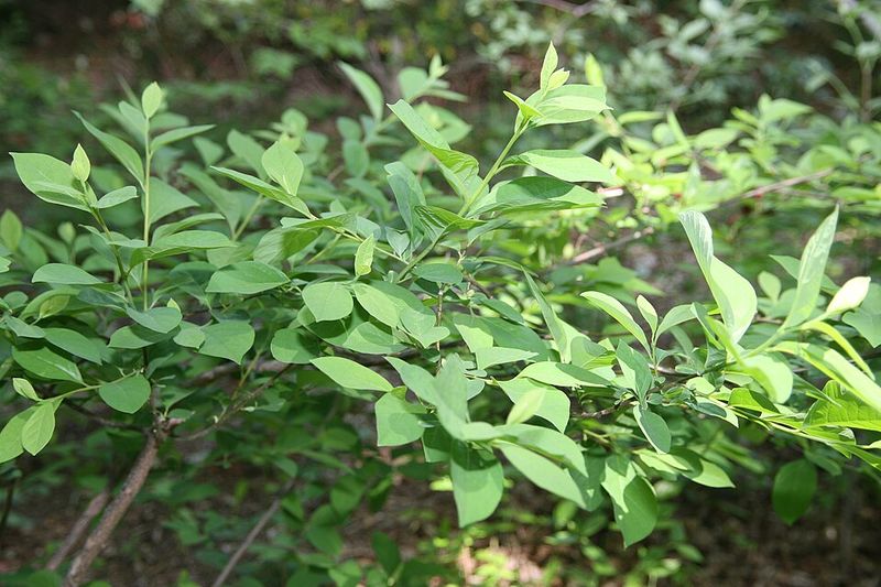 Spicebush Gives Shady Corners Native Shrub Power