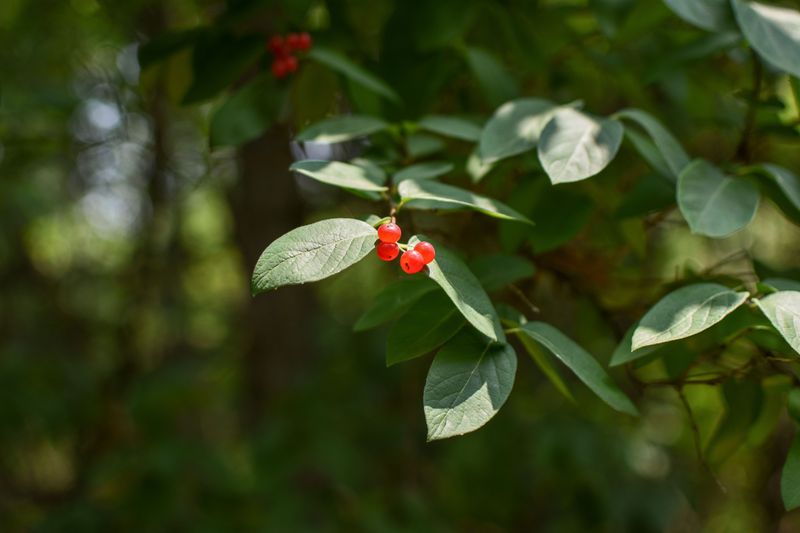 Spicebush (Lindera Benzoin) Spicebush (Lindera Benzoin)