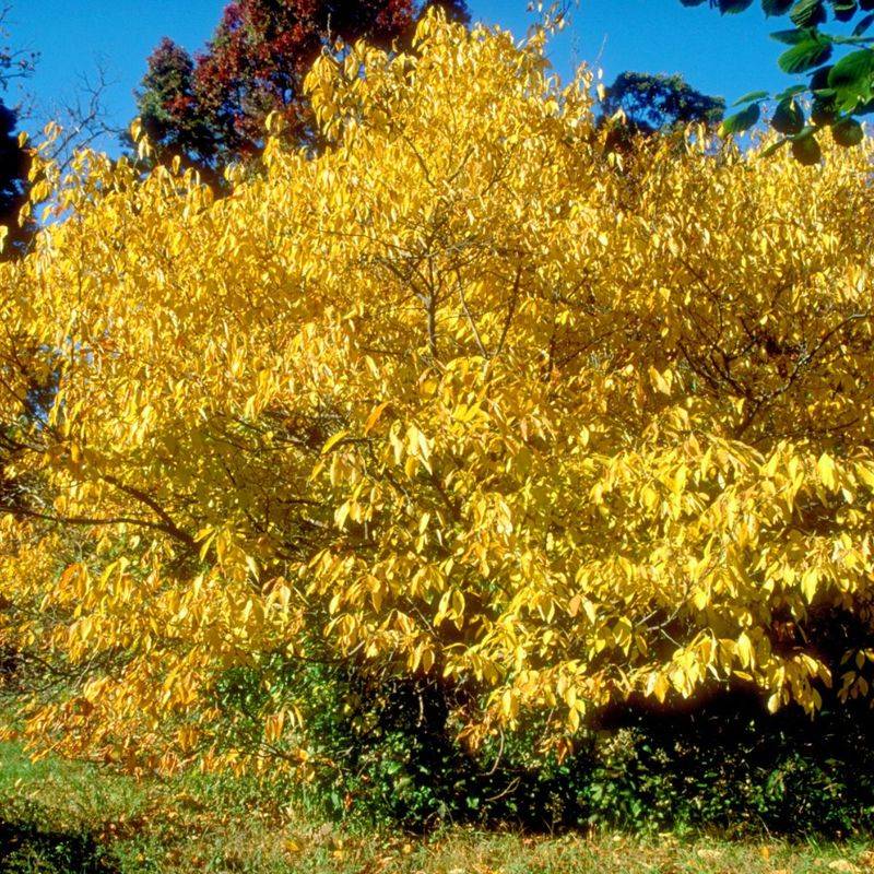Spicebush Works Better Along Shady Foundation Edges
