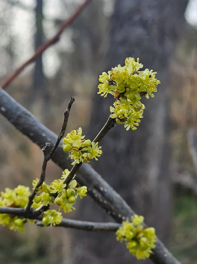 Spicebush
