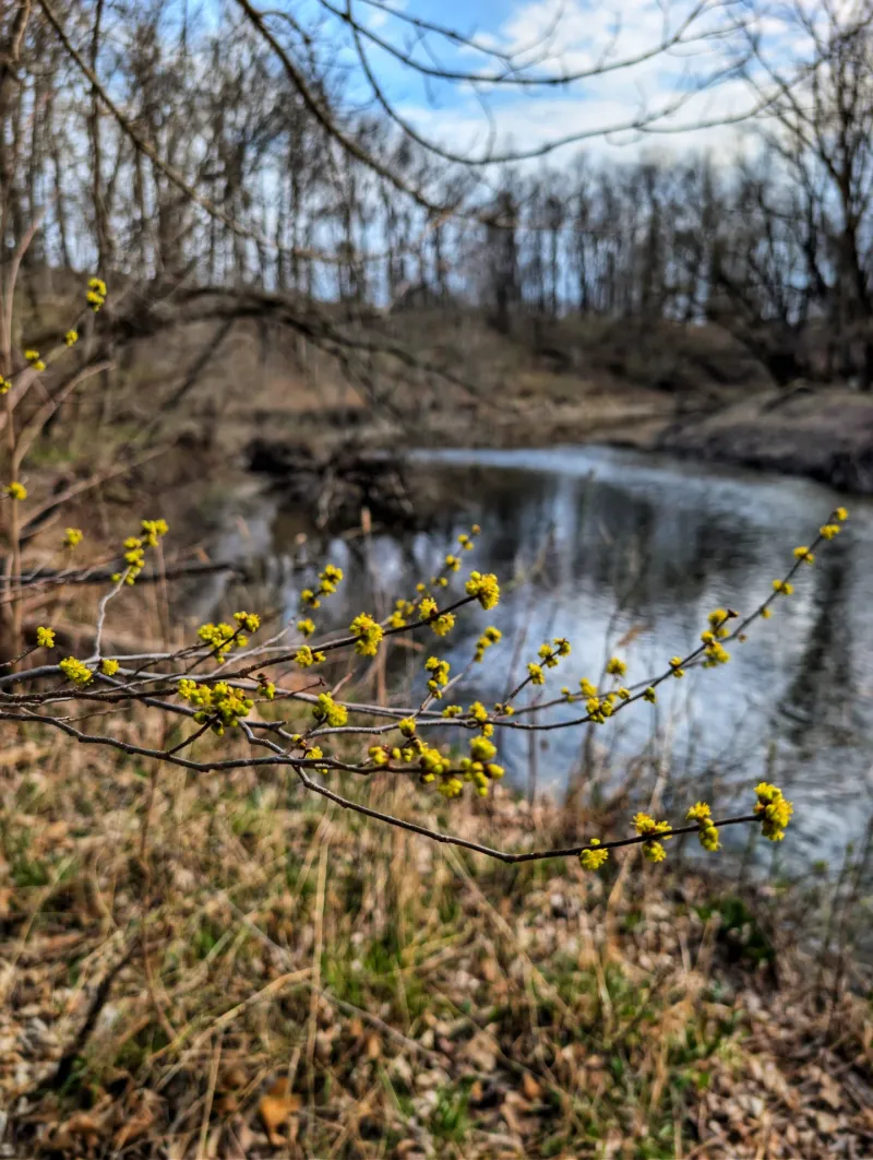 Spicebush