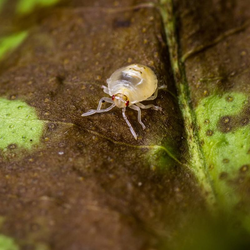 Spider Mite